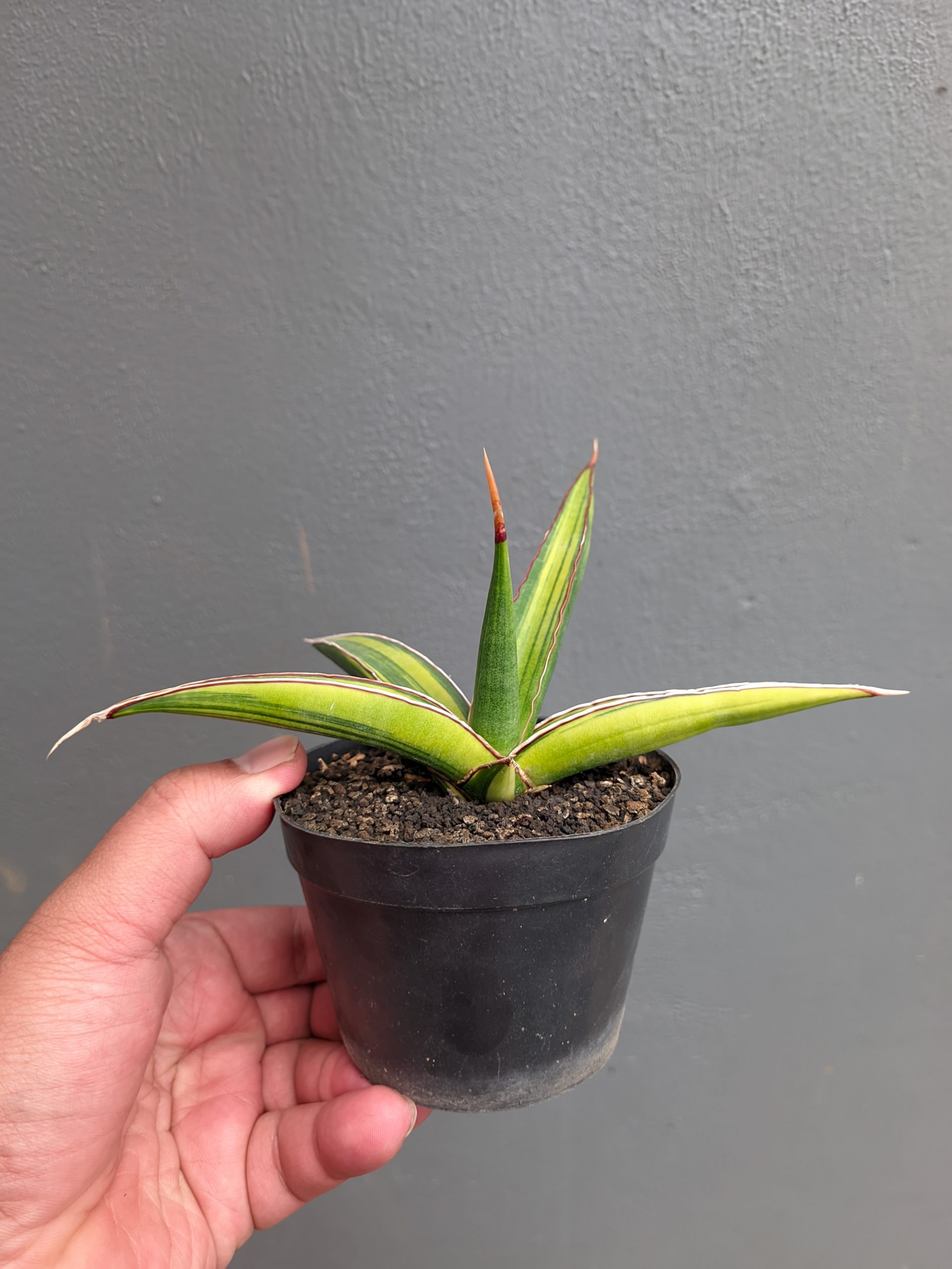 1214. Sansevieria Doris Pfennig Variegated - Image 3