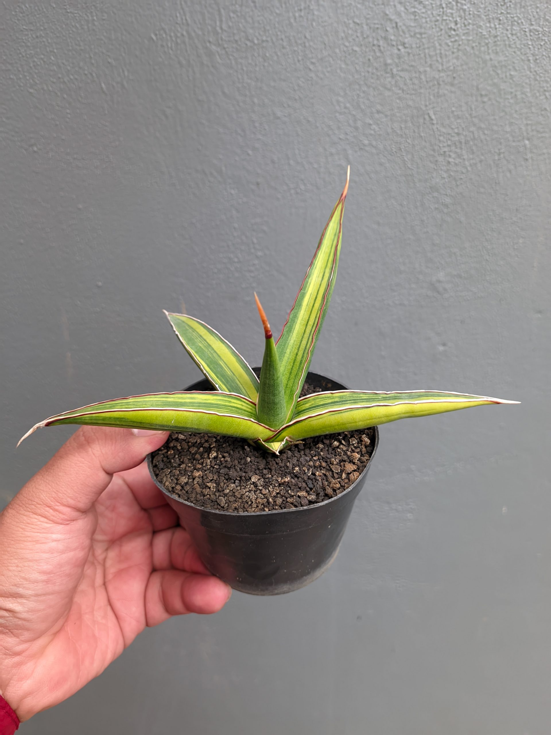 1214. Sansevieria Doris Pfennig Variegated - Image 4