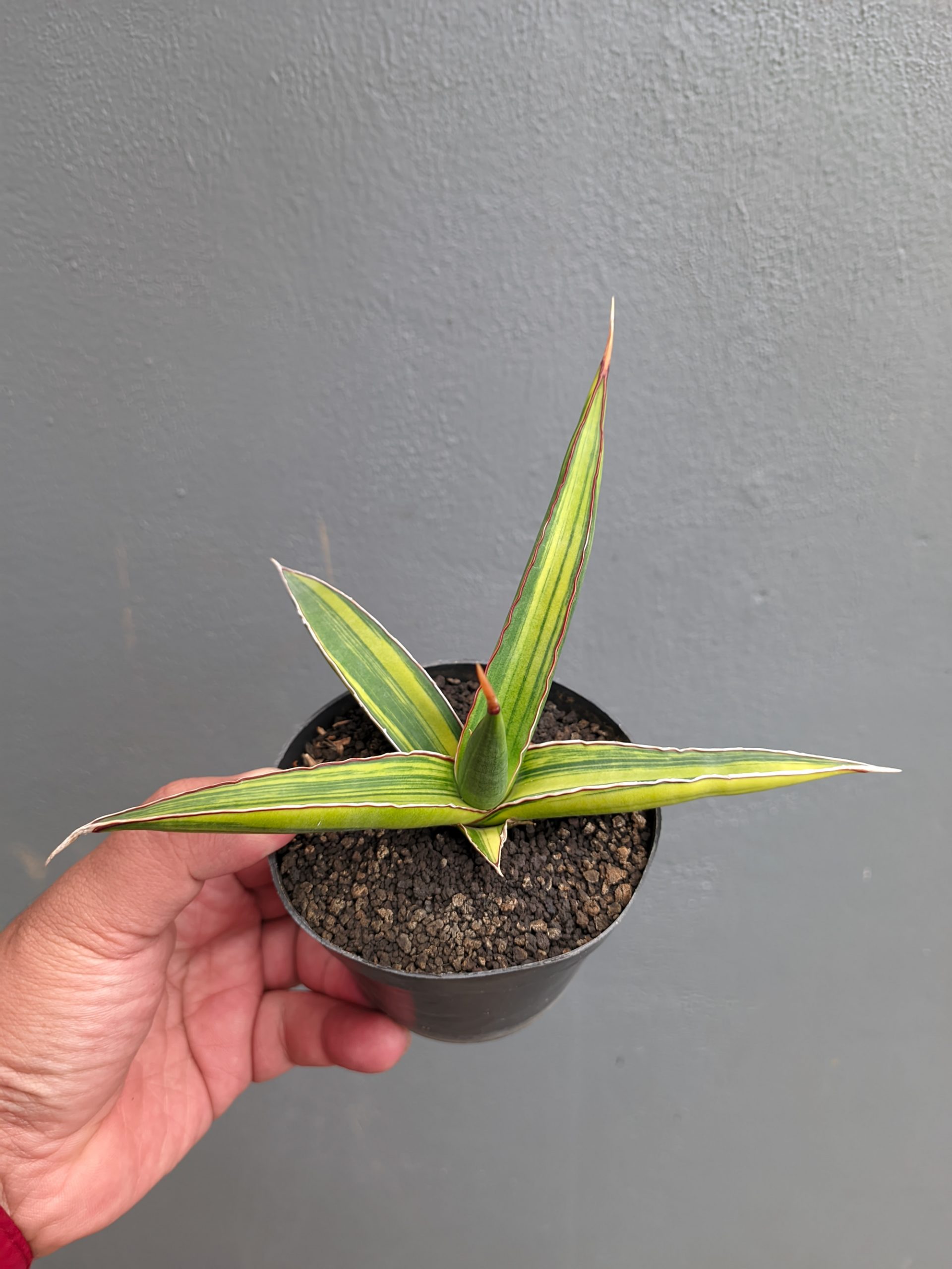 1214. Sansevieria Doris Pfennig Variegated - Image 5