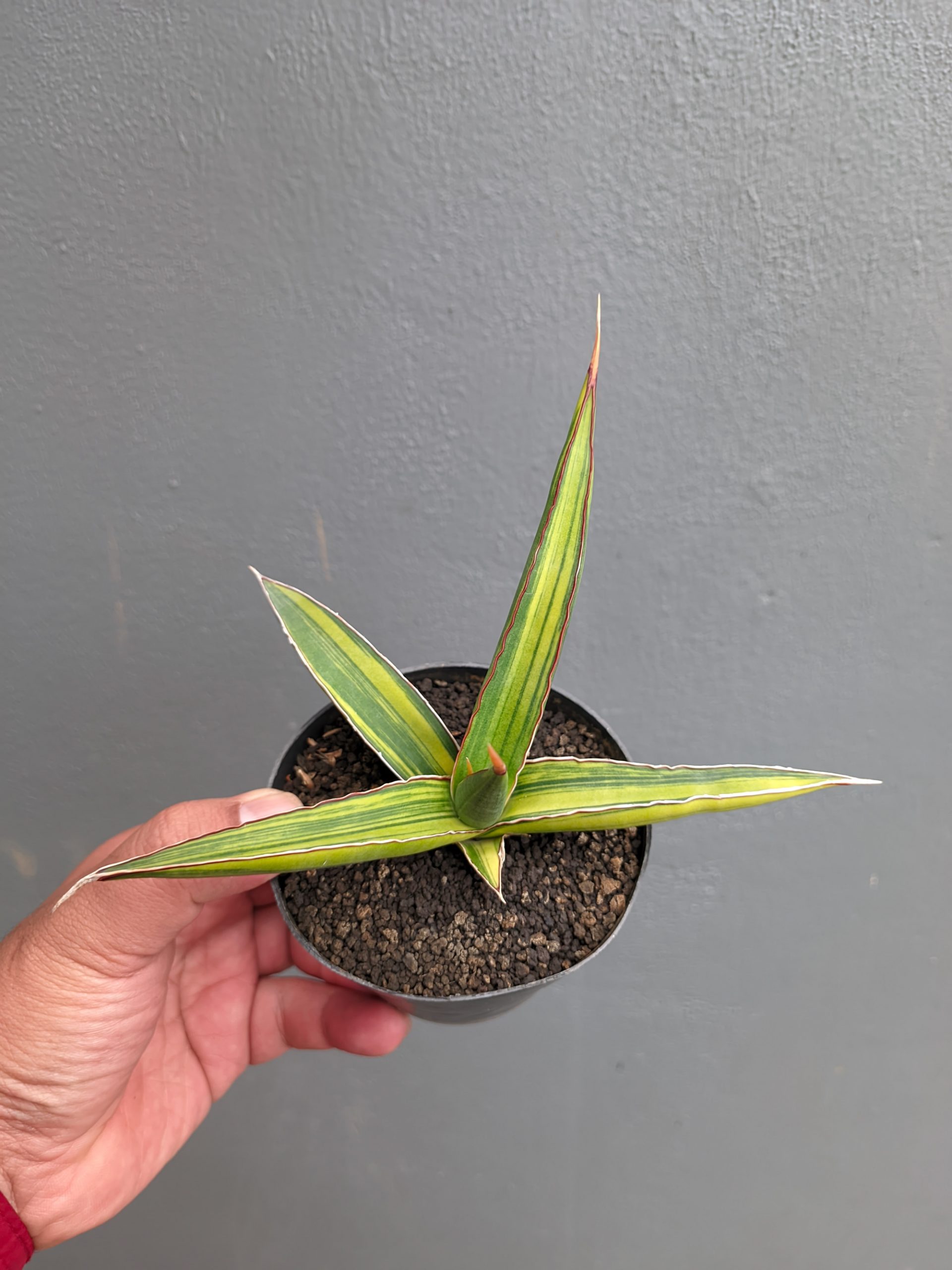 1214. Sansevieria Doris Pfennig Variegated - Image 6