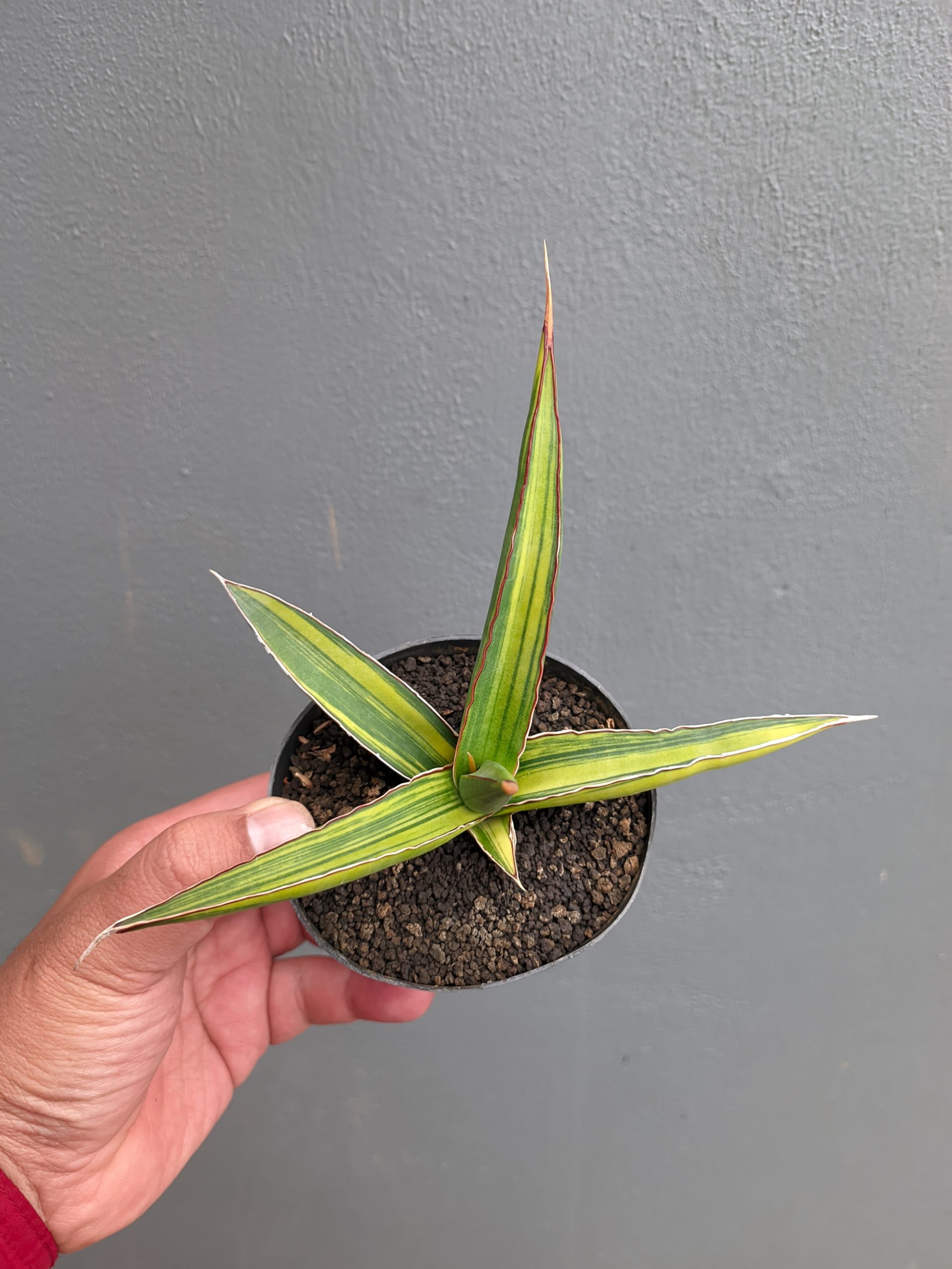 1214. Sansevieria Doris Pfennig Variegated - Image 7