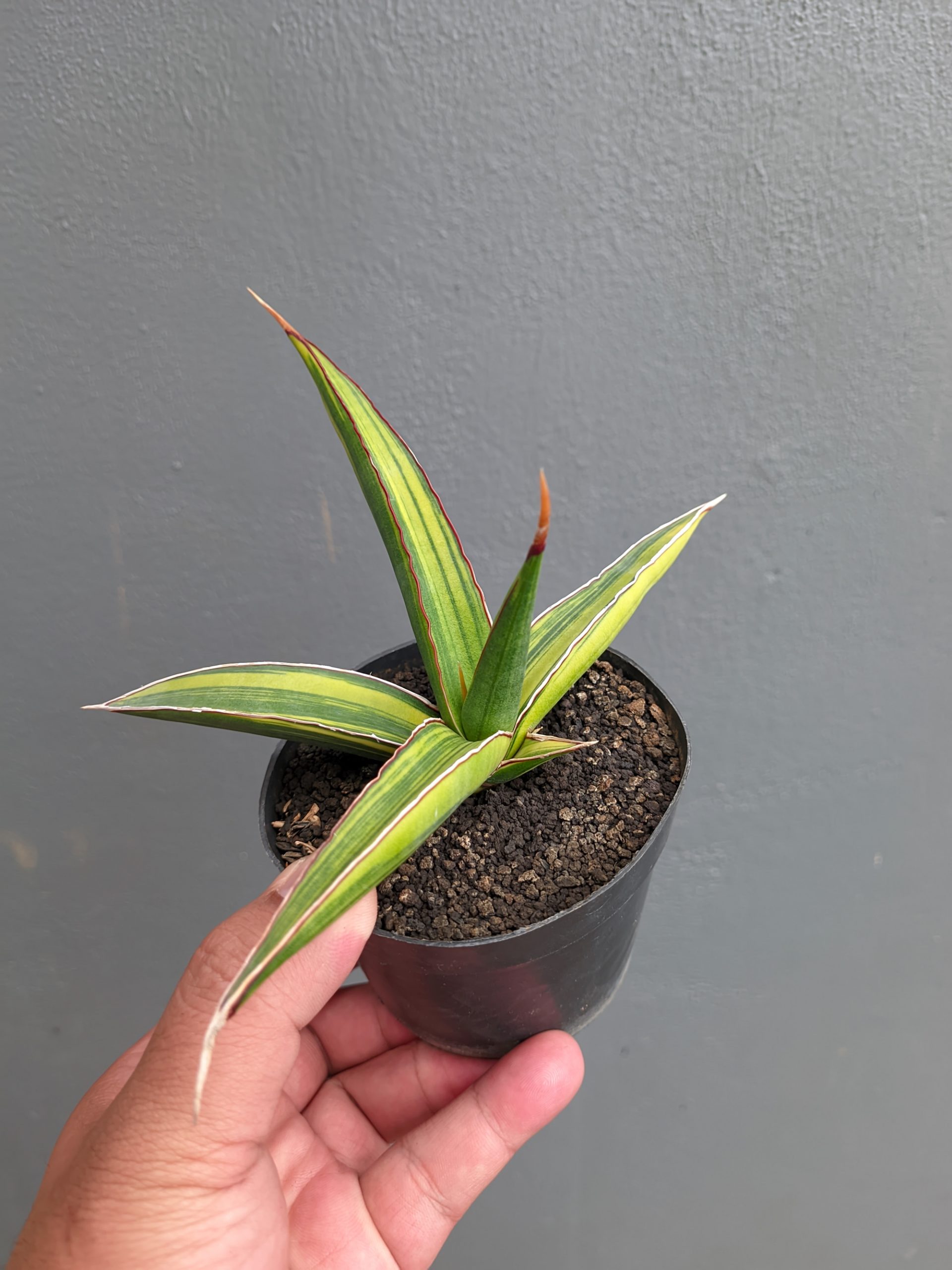 1214. Sansevieria Doris Pfennig Variegated - Image 8