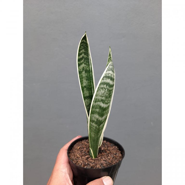 1215. Sansevieria White Twisty