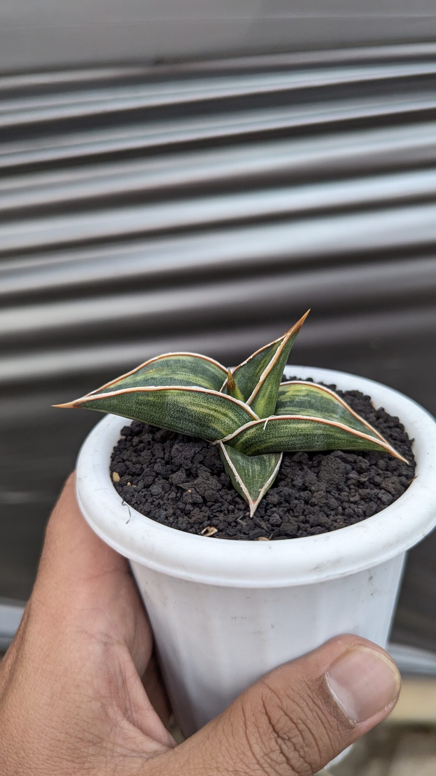 1217. Sansevieria Black Pinguicula - Image 10