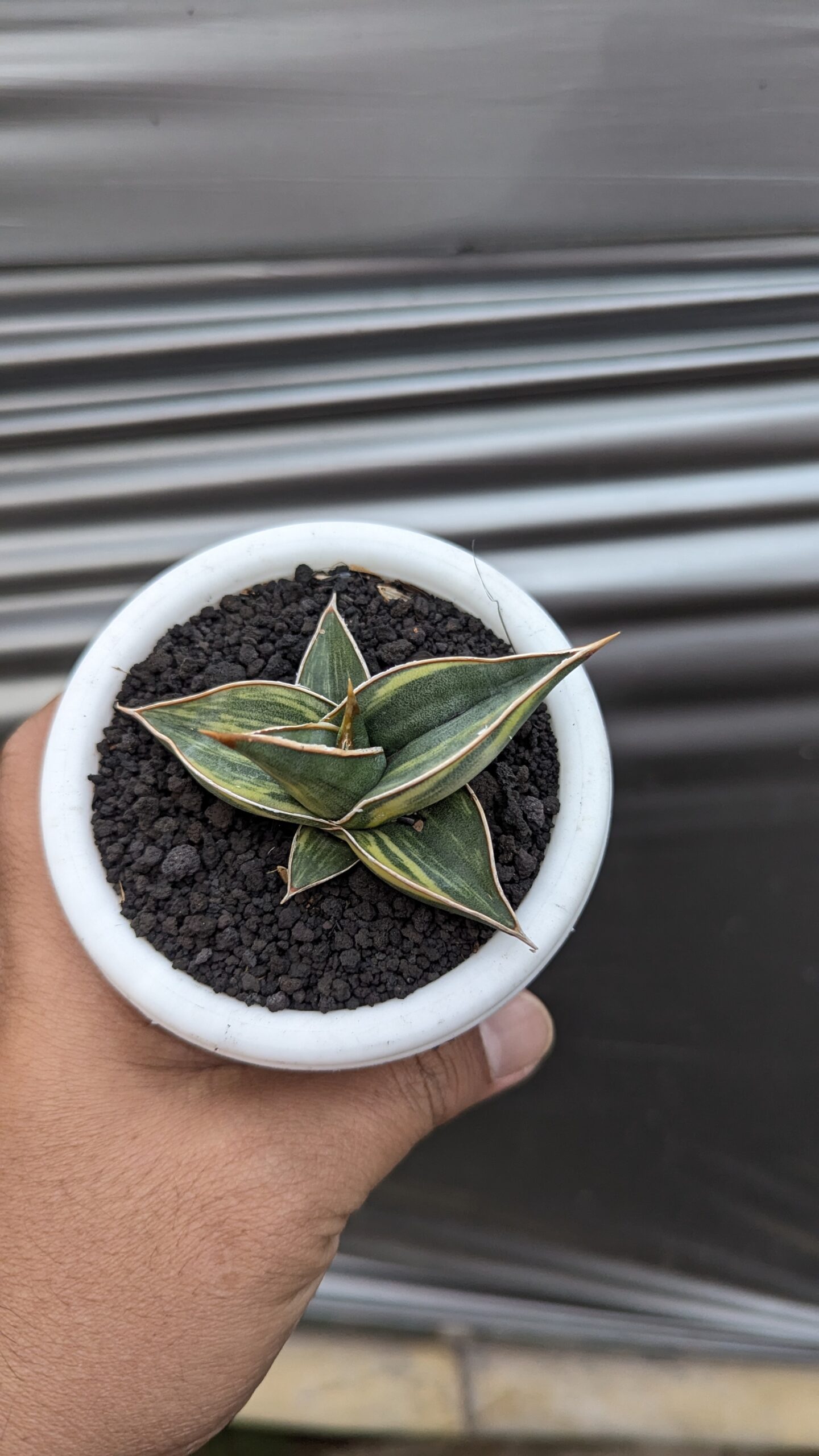 1217. Sansevieria Black Pinguicula - Image 8