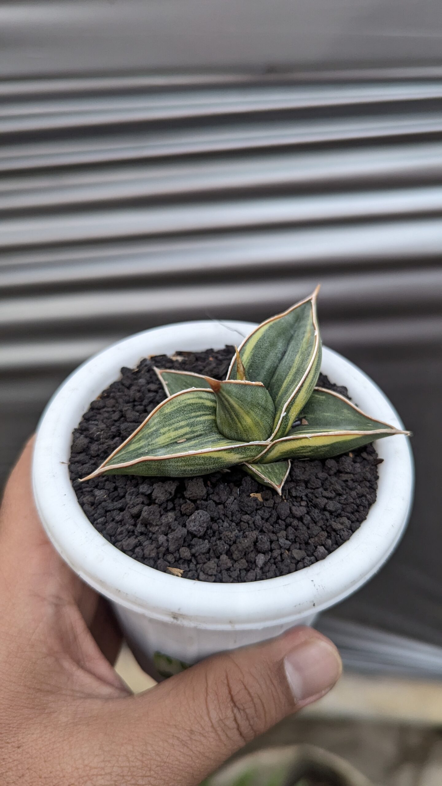 1217. Sansevieria Black Pinguicula - Image 6