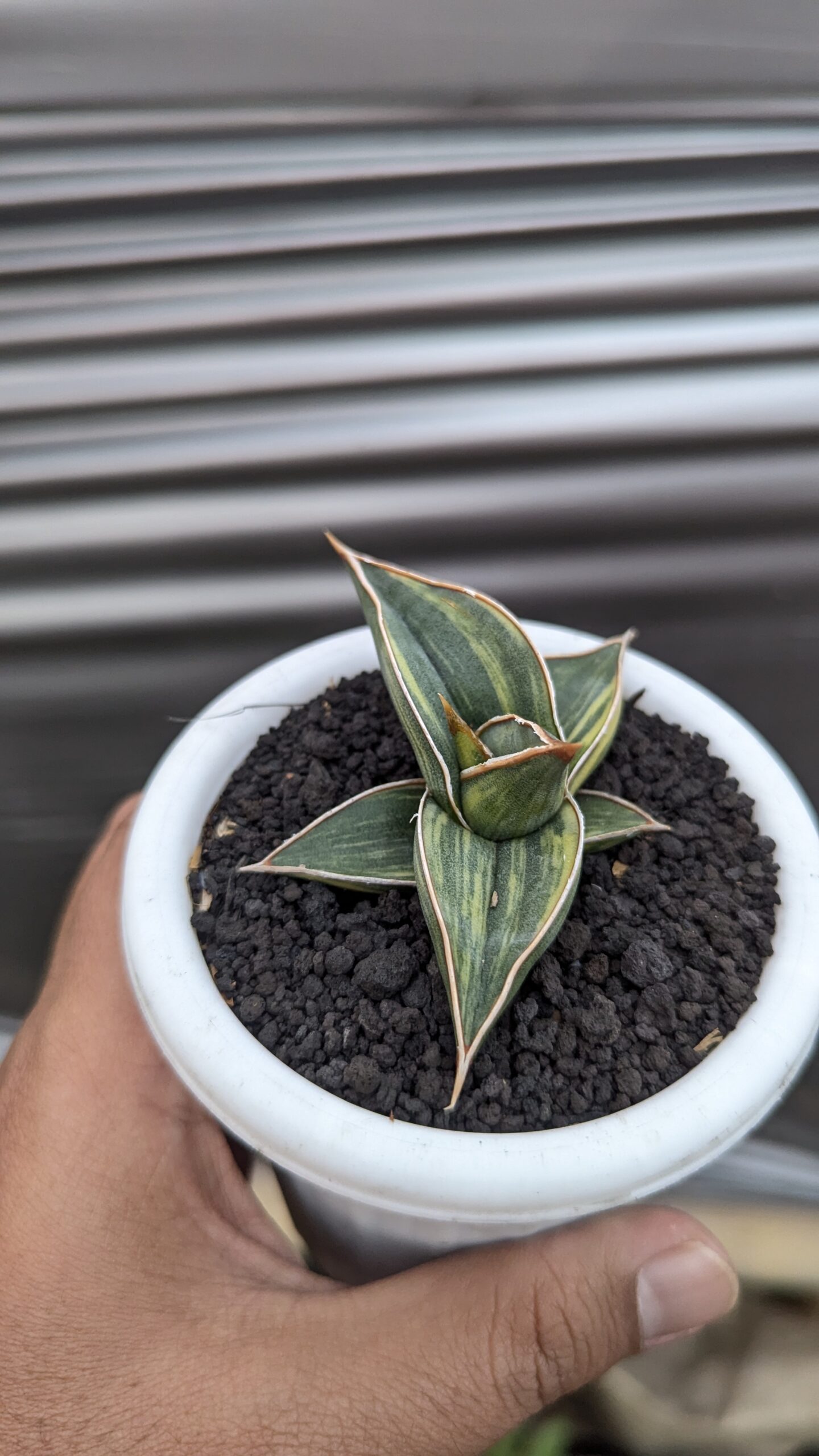 1217. Sansevieria Black Pinguicula - Image 4