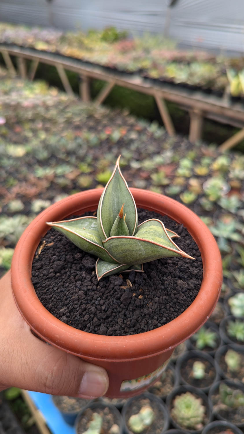 1217. Sansevieria Black Pinguicula - Image 3