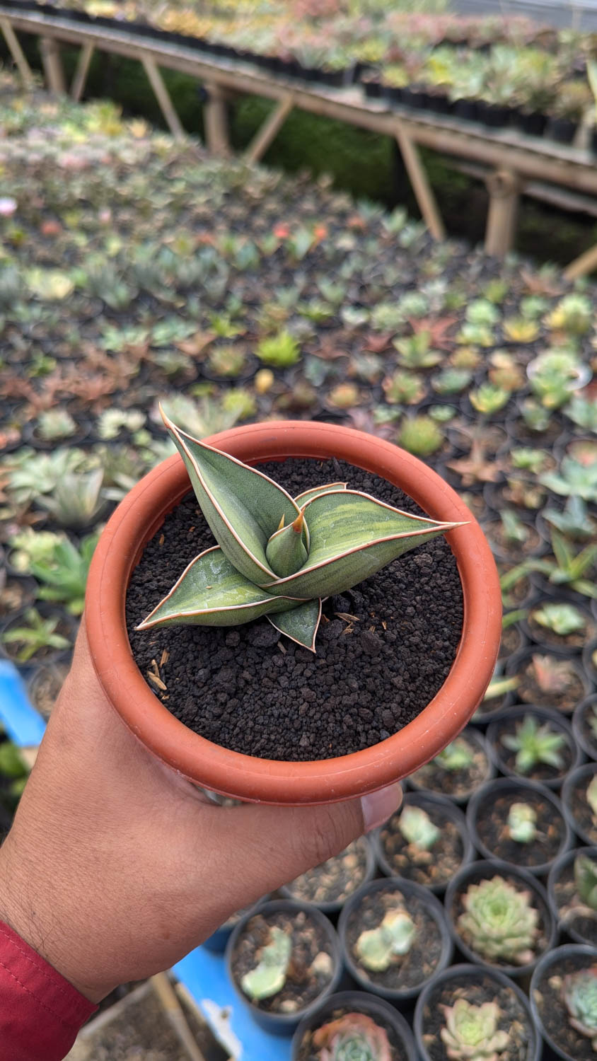 1217. Sansevieria Black Pinguicula - Image 5