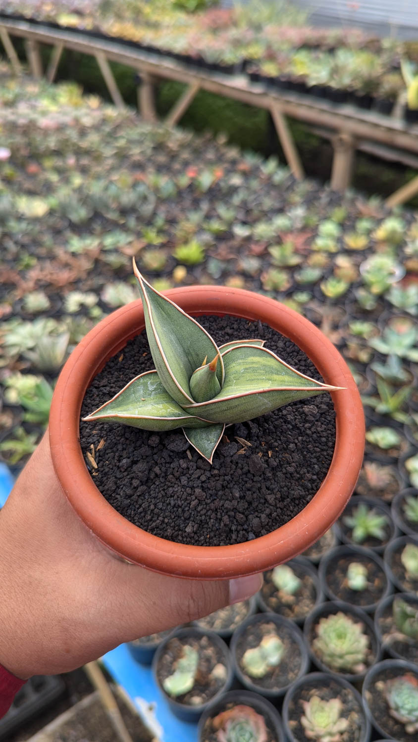 1217. Sansevieria Black Pinguicula - Image 7