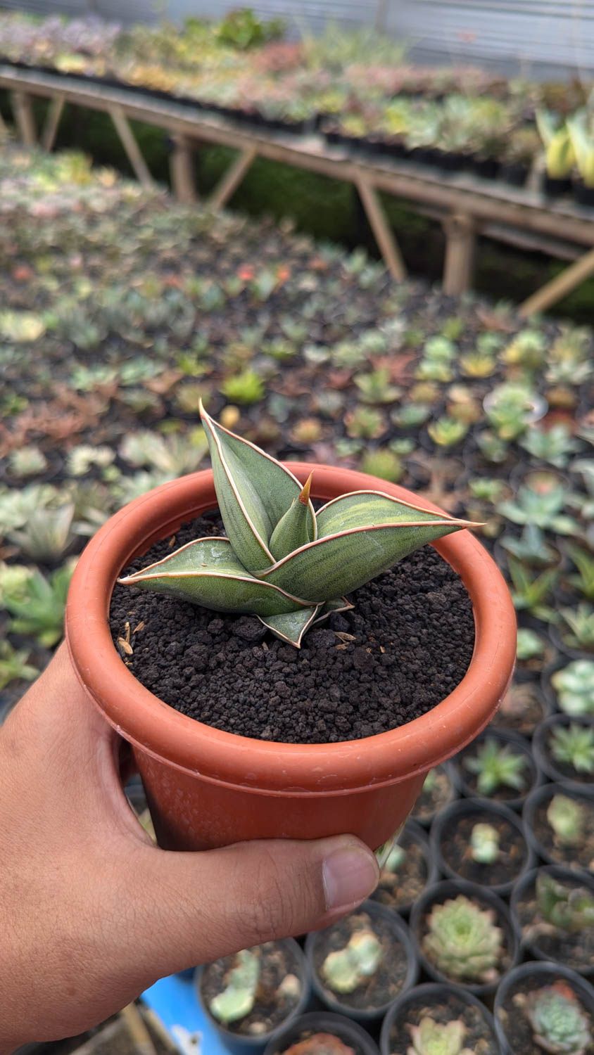 1217. Sansevieria Black Pinguicula - Image 9