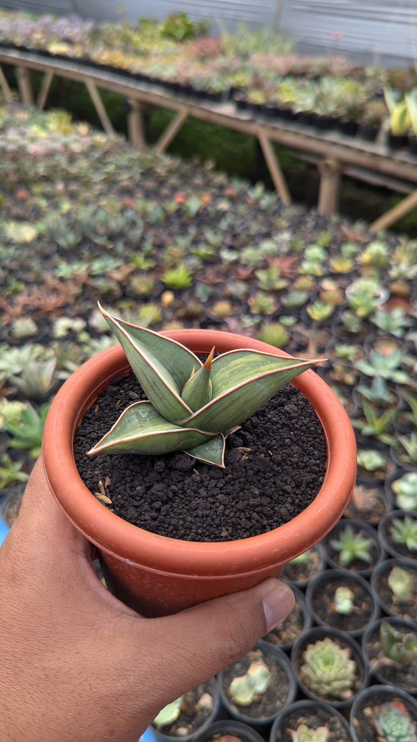 1217. Sansevieria Black Pinguicula - Image 11