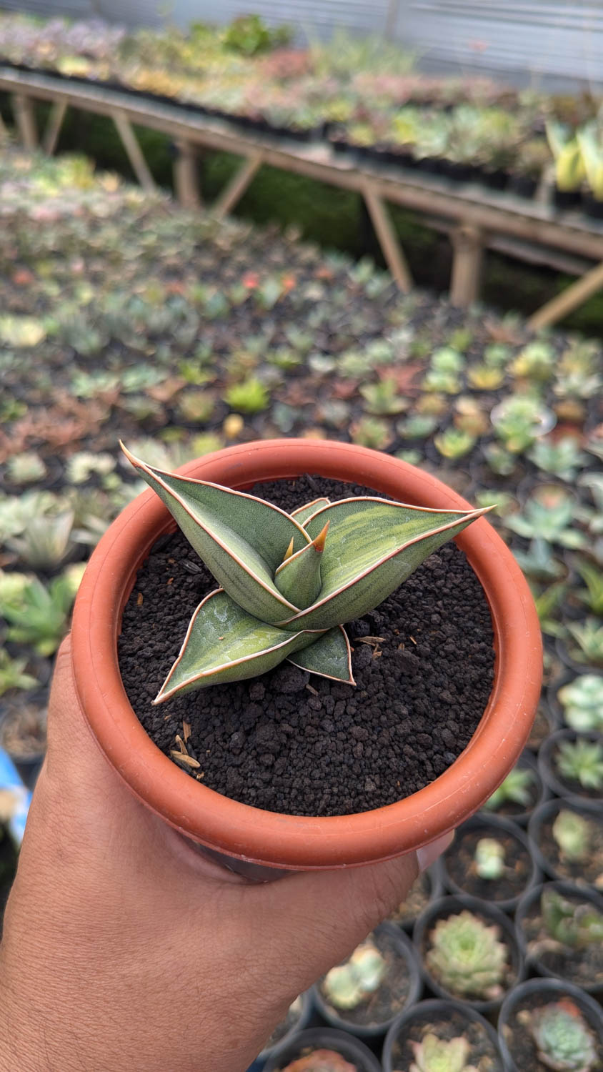 1217. Sansevieria Black Pinguicula - Image 12