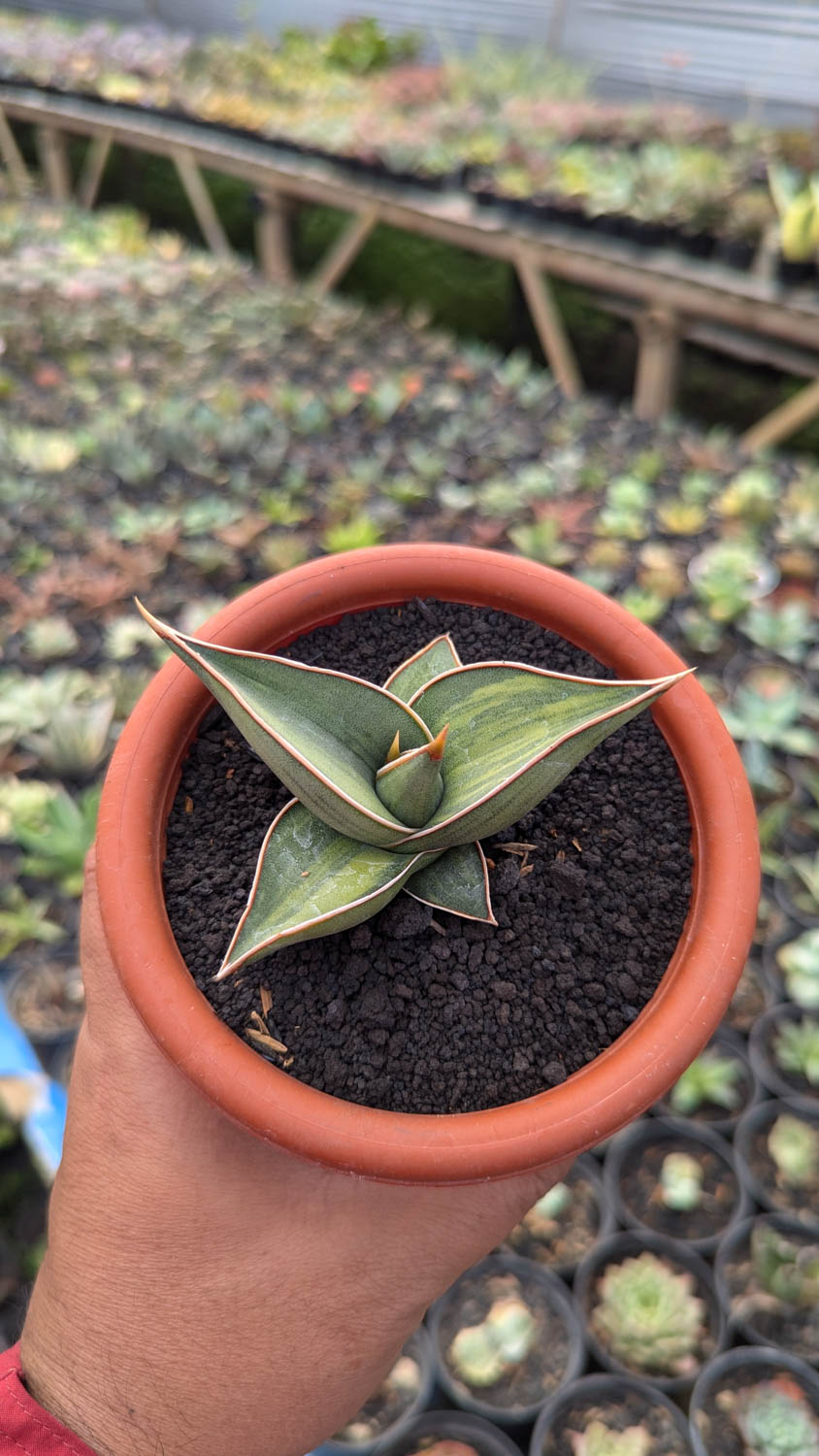 1217. Sansevieria Black Pinguicula - Image 13
