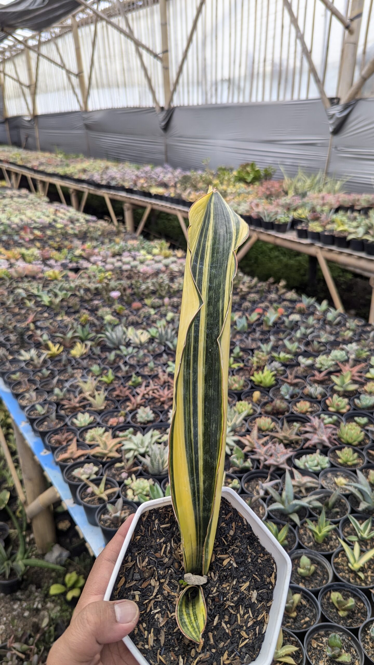 1218. Sansevieria Malawi Midnight - Image 5