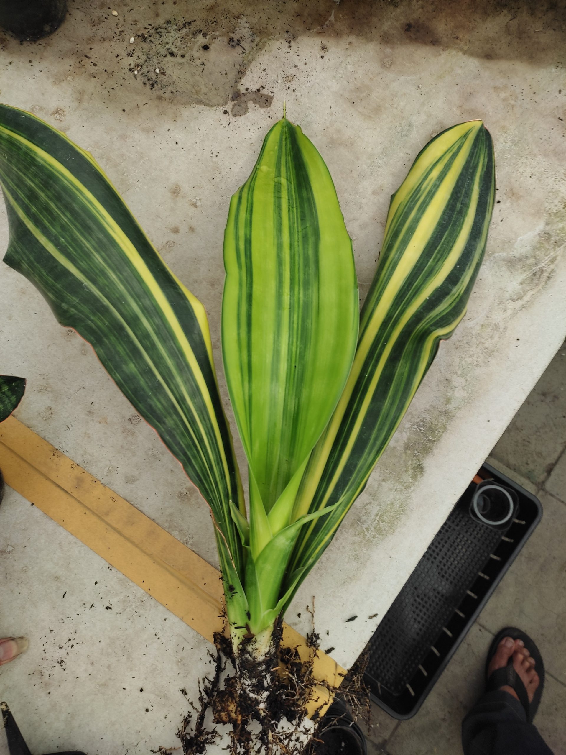 1218. Sansevieria Malawi Midnight - Image 4