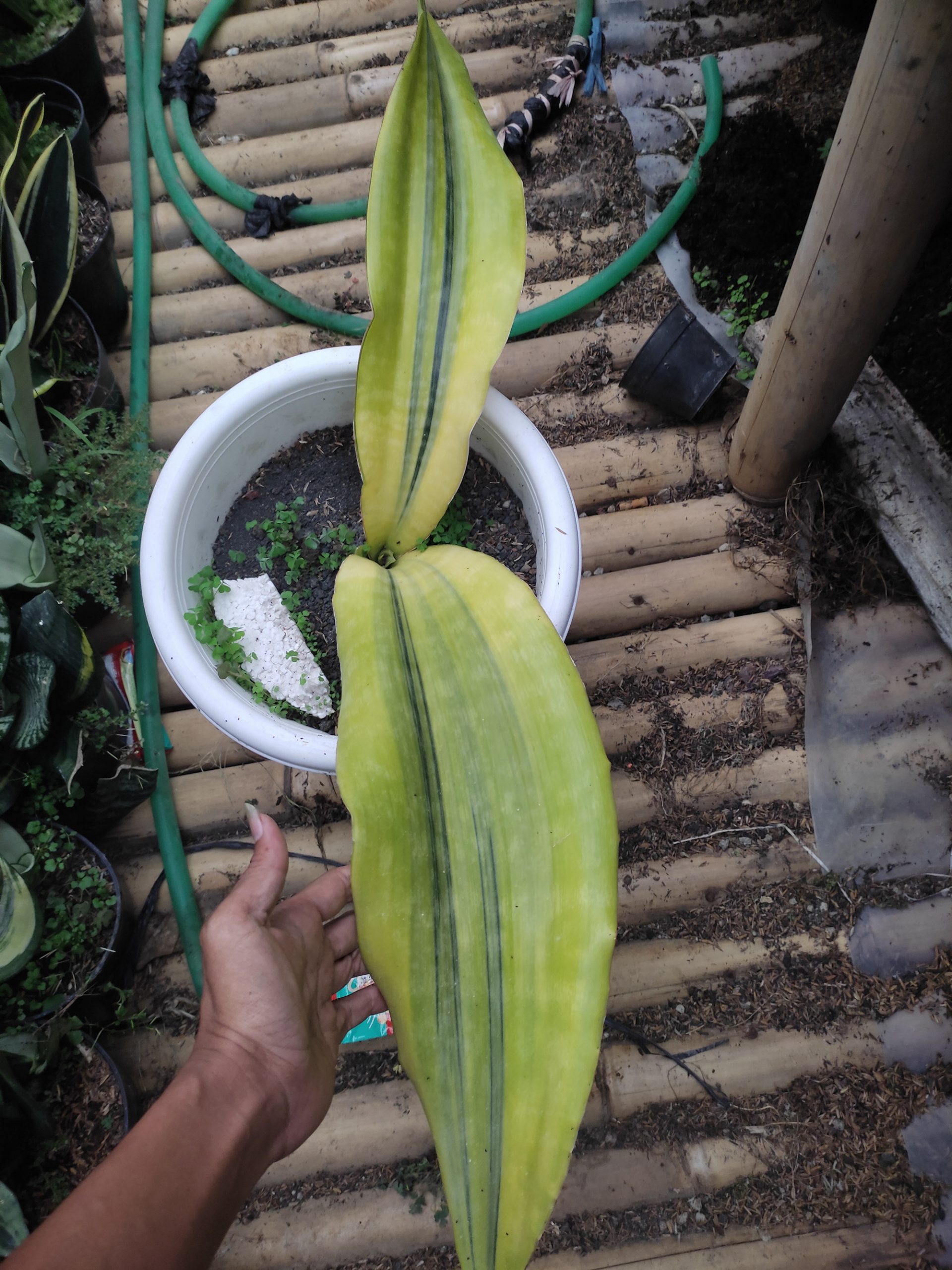 1218. Sansevieria Malawi Midnight - Image 6