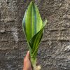 1218. Sansevieria Malawi Midnight