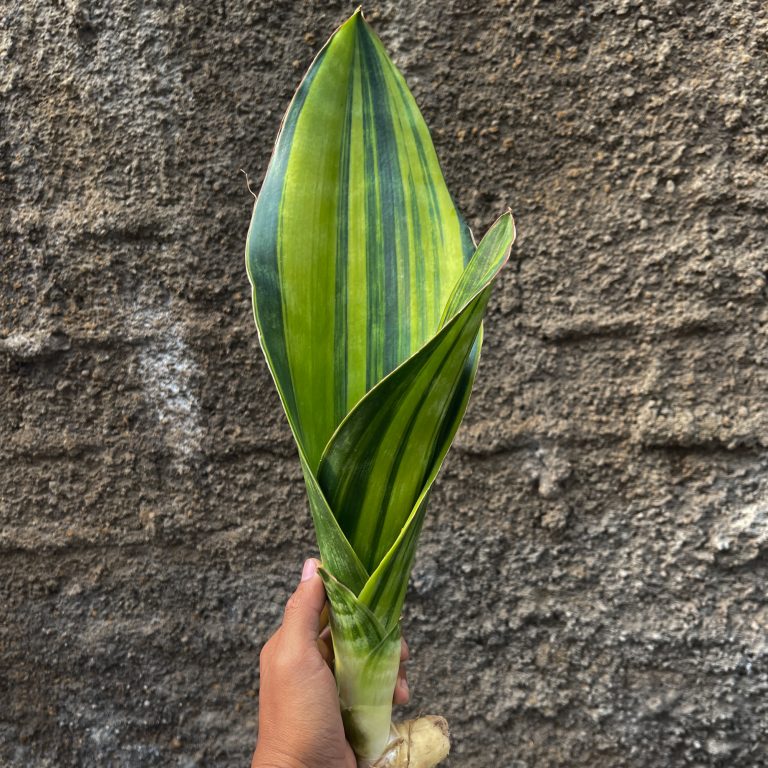 1218. Sansevieria Malawi Midnight
