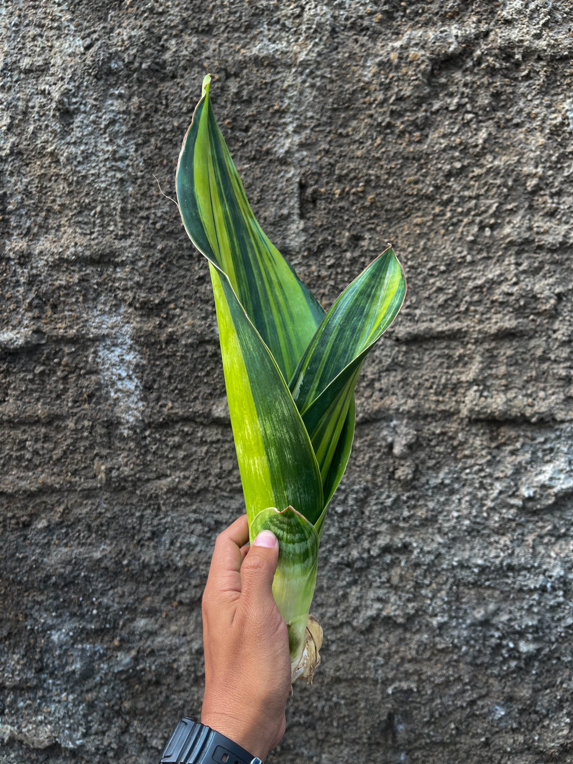 1218. Sansevieria Malawi Midnight - Image 8