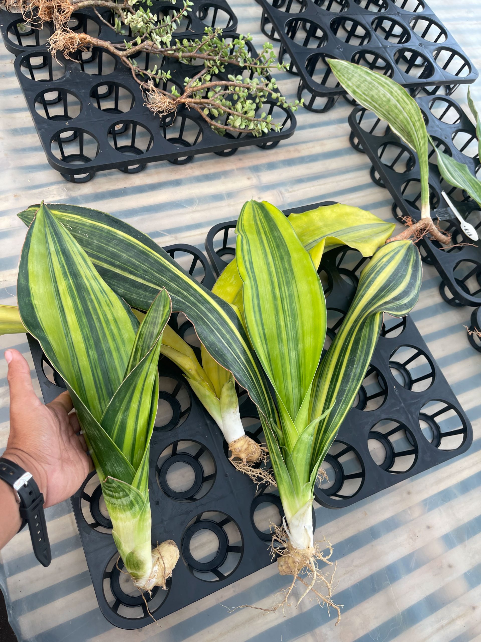 1218. Sansevieria Malawi Midnight - Image 2