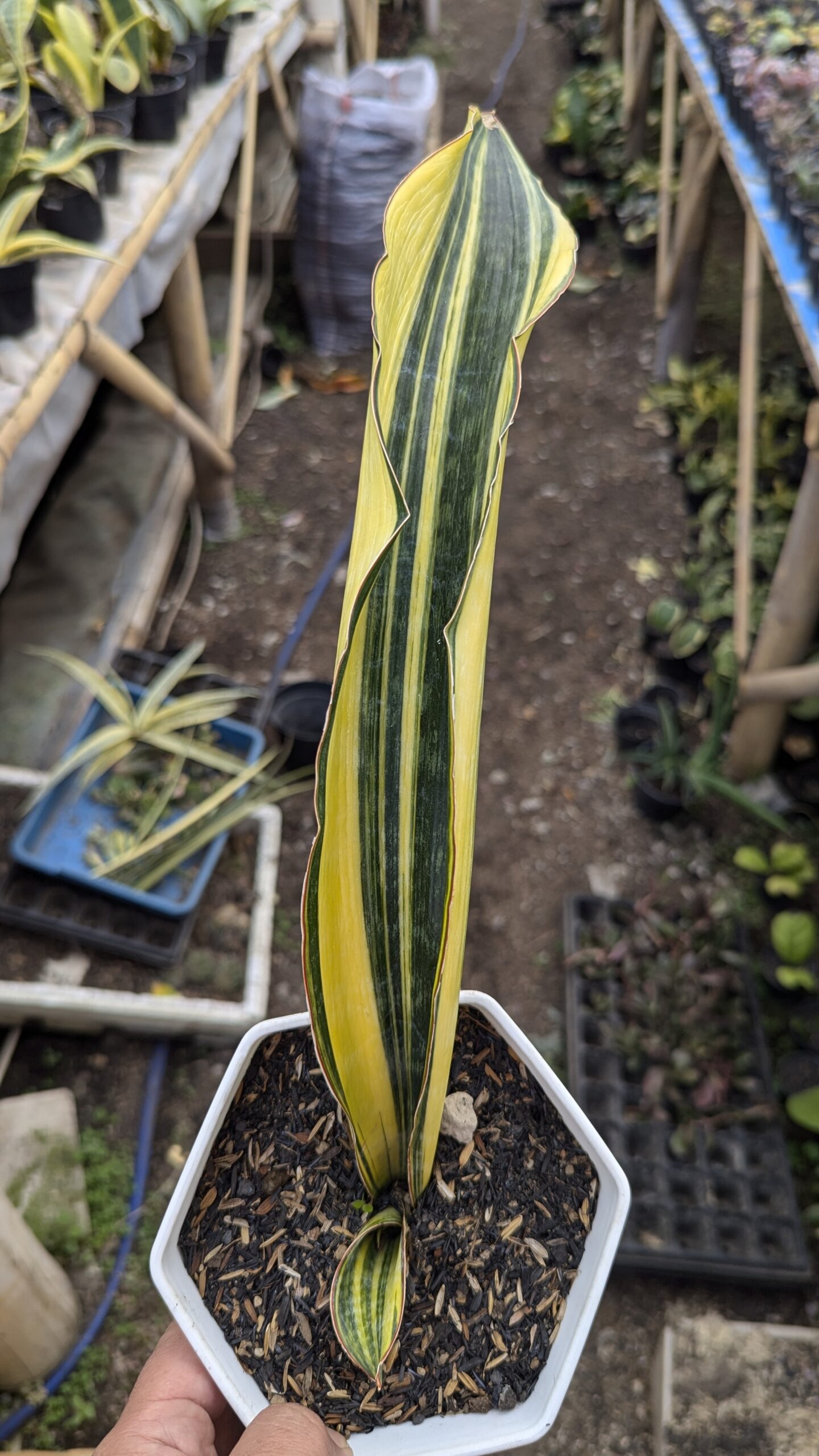 1218. Sansevieria Malawi Midnight - Image 7