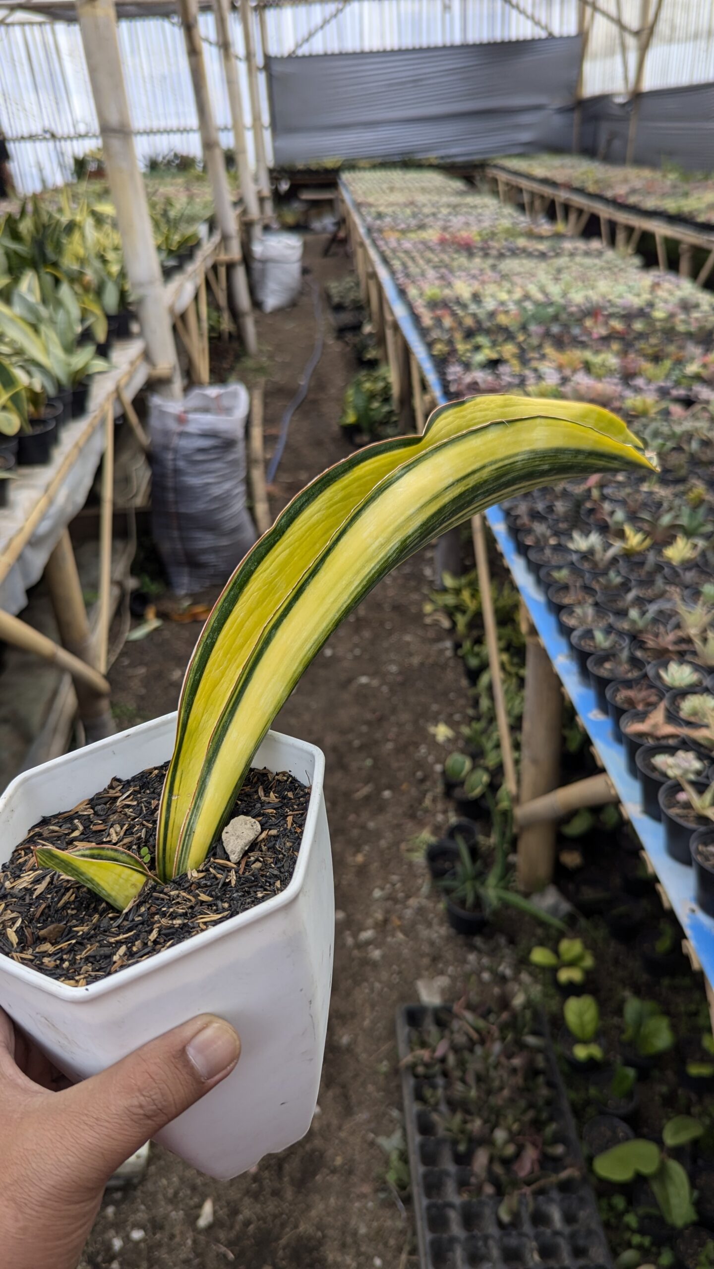 1218. Sansevieria Malawi Midnight - Image 9
