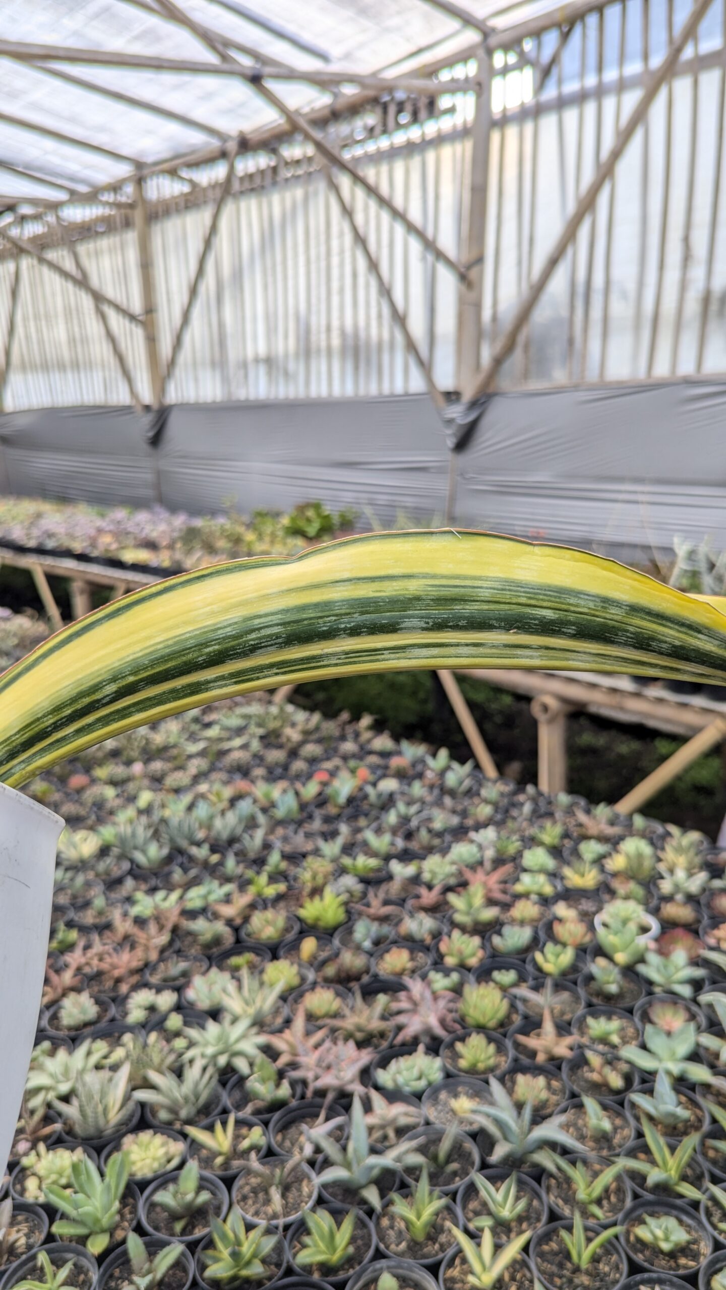 1218. Sansevieria Malawi Midnight - Image 10