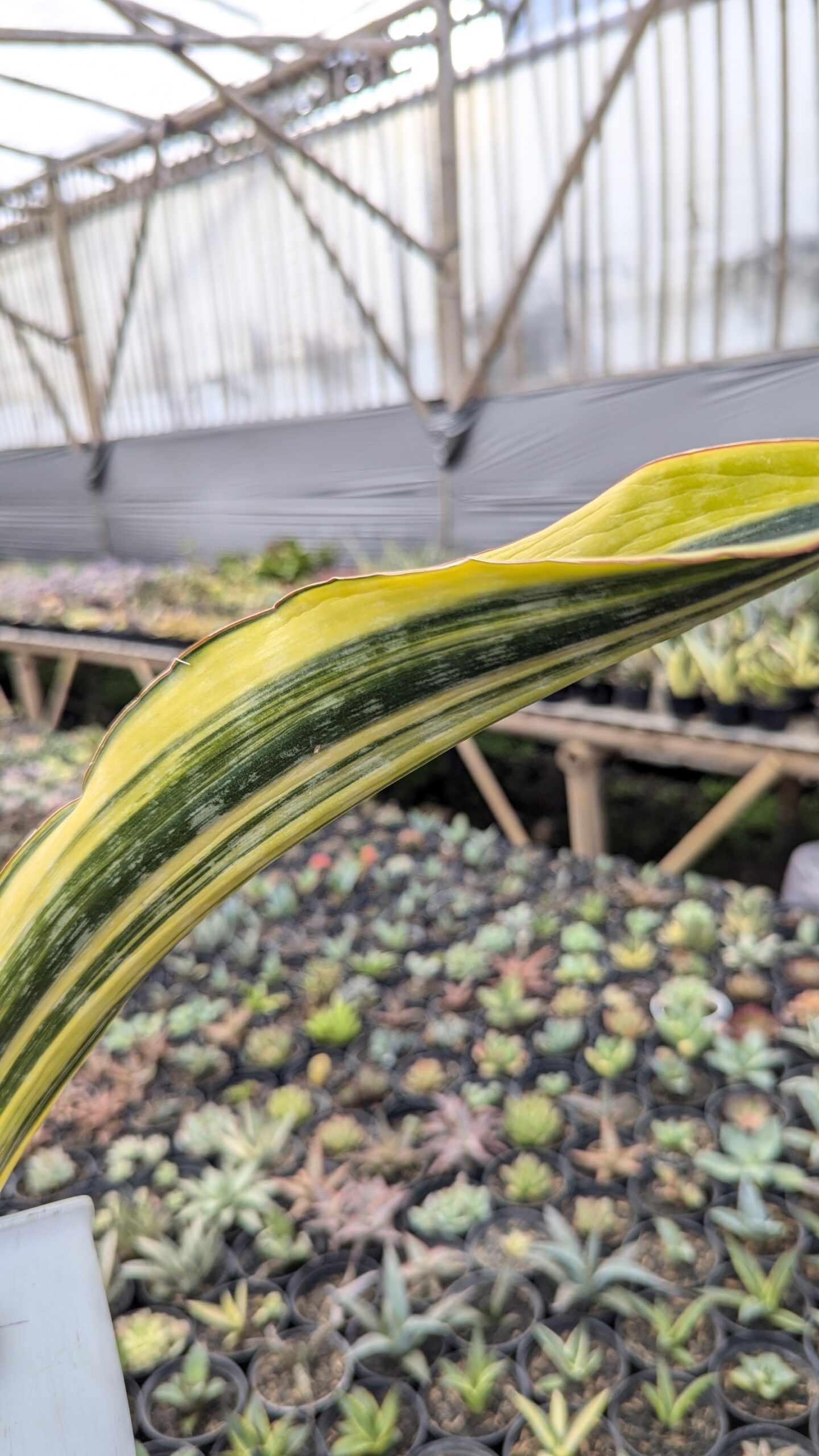 1218. Sansevieria Malawi Midnight - Image 3