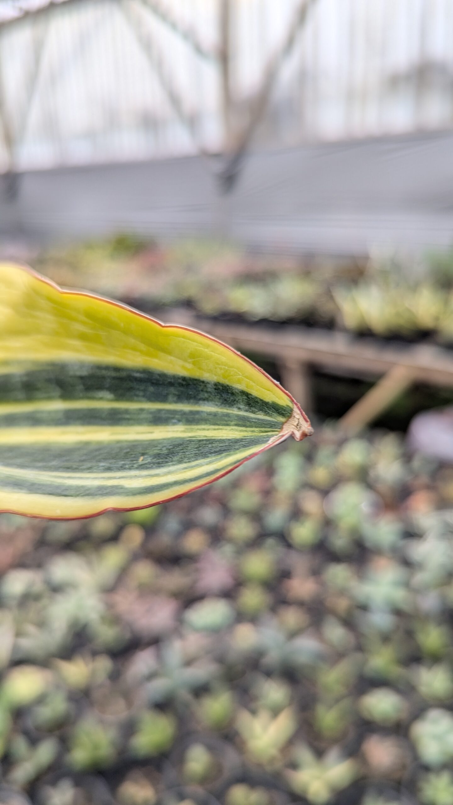 1218. Sansevieria Malawi Midnight - Image 11