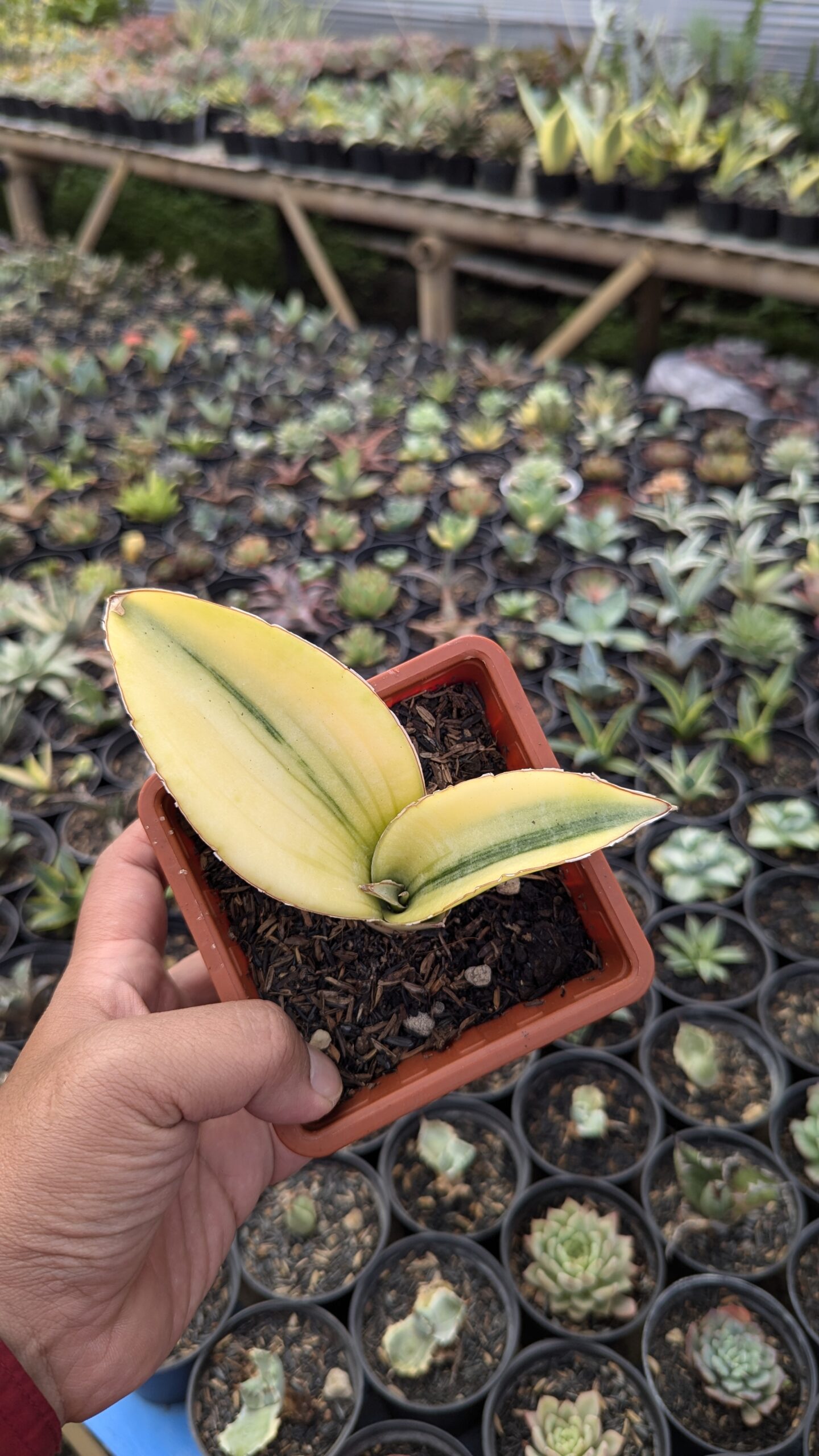 1219. Sansevieria Giant Bat Variegated - Image 3