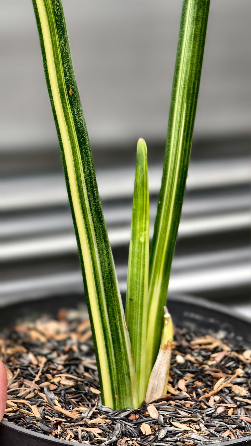 1221. Sansevieria Pencil Variegated - Image 2
