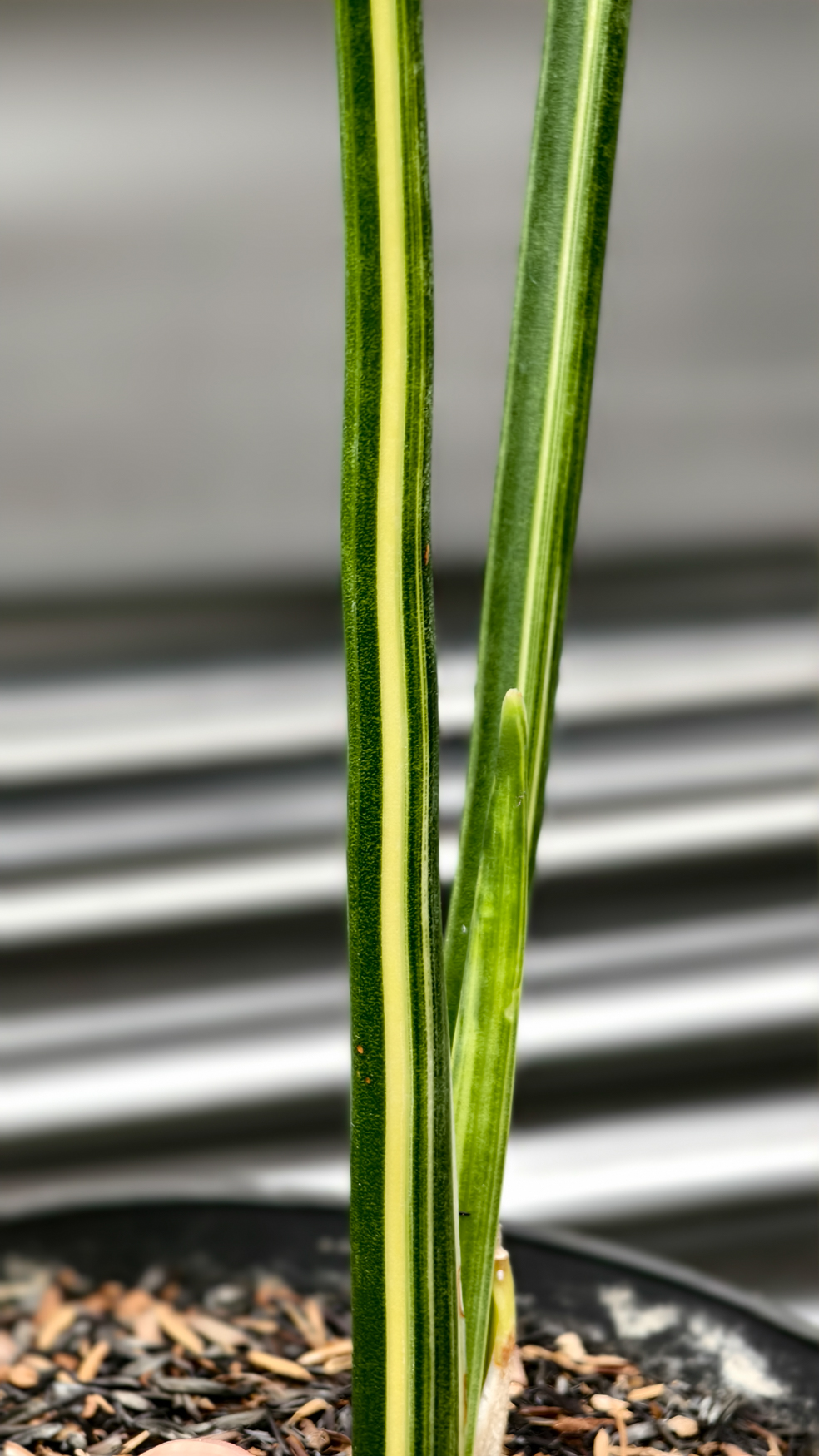 1221. Sansevieria Pencil Variegated - Image 3