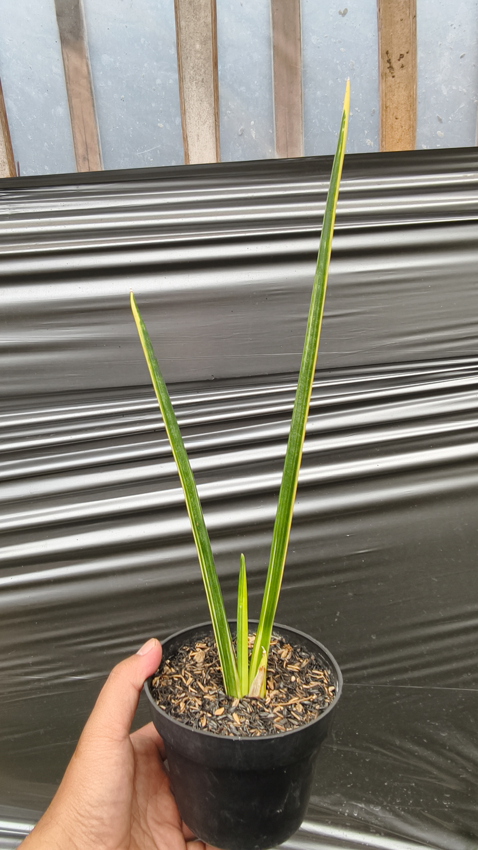 1221. Sansevieria Pencil Variegated - Image 4