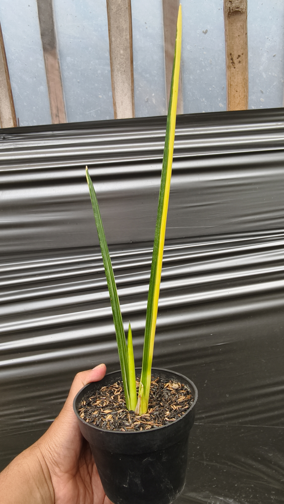 1221. Sansevieria Pencil Variegated - Image 5