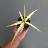 1223. Sansevieria Midnight Fountain White Variegated