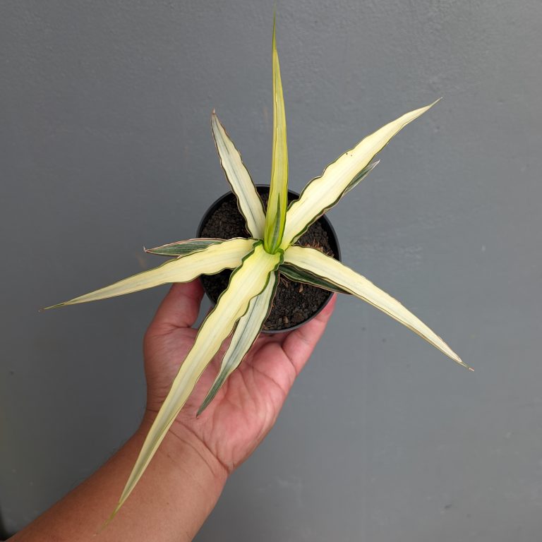 1223. Sansevieria Midnight Fountain White Variegated