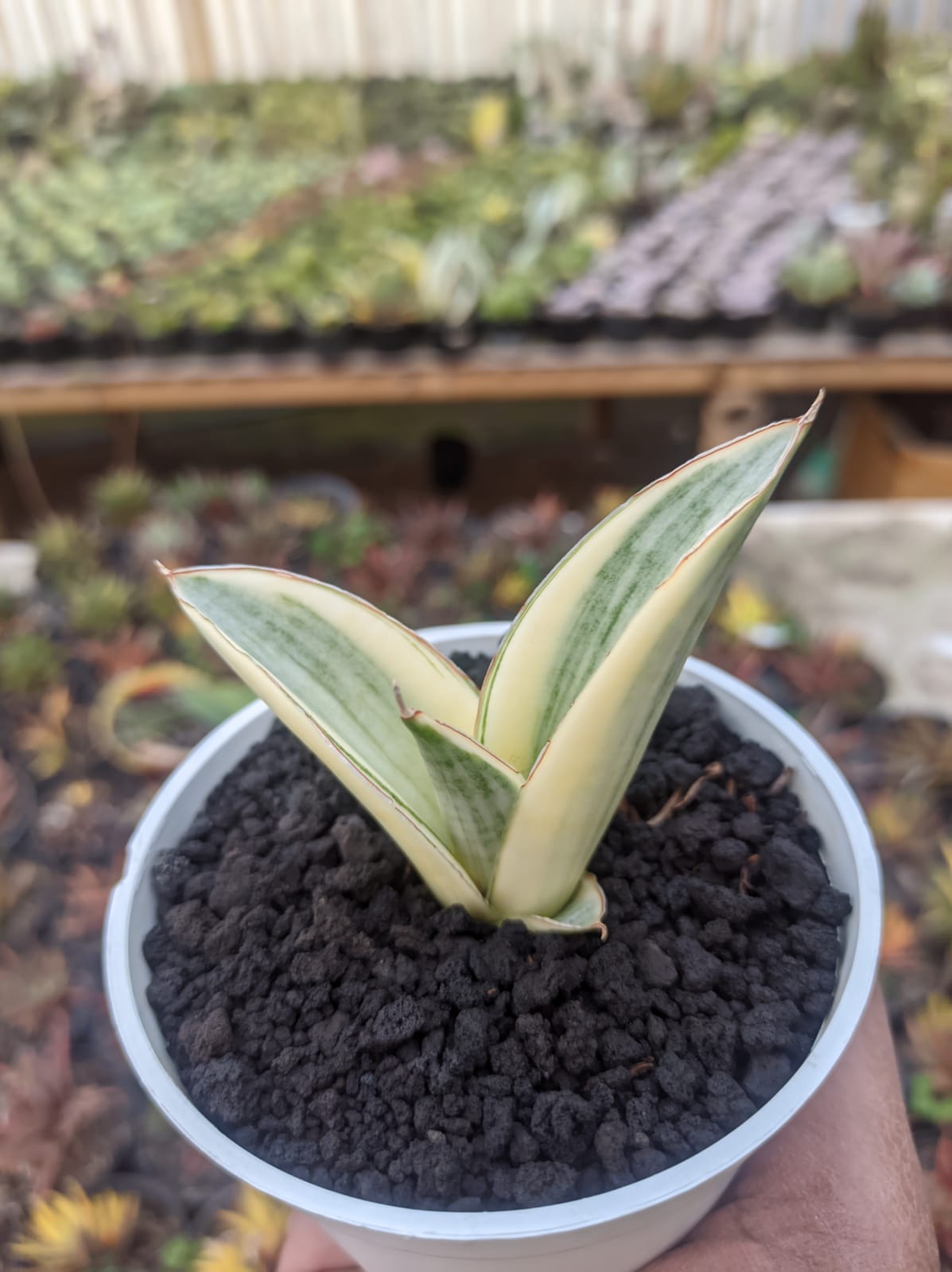 1224. Sansevieria Marsanda White Variegated - Image 9