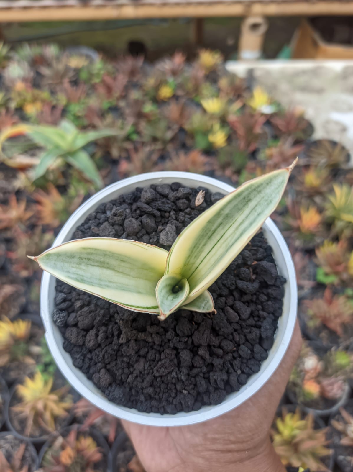 1224. Sansevieria Marsanda White Variegated - Image 8