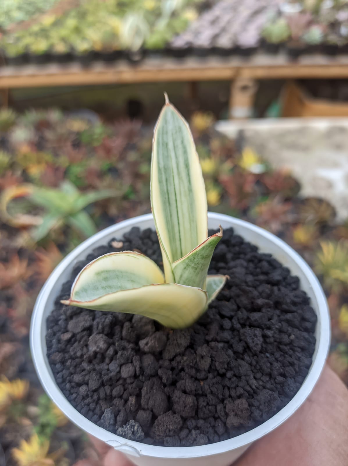 1224. Sansevieria Marsanda White Variegated - Image 10