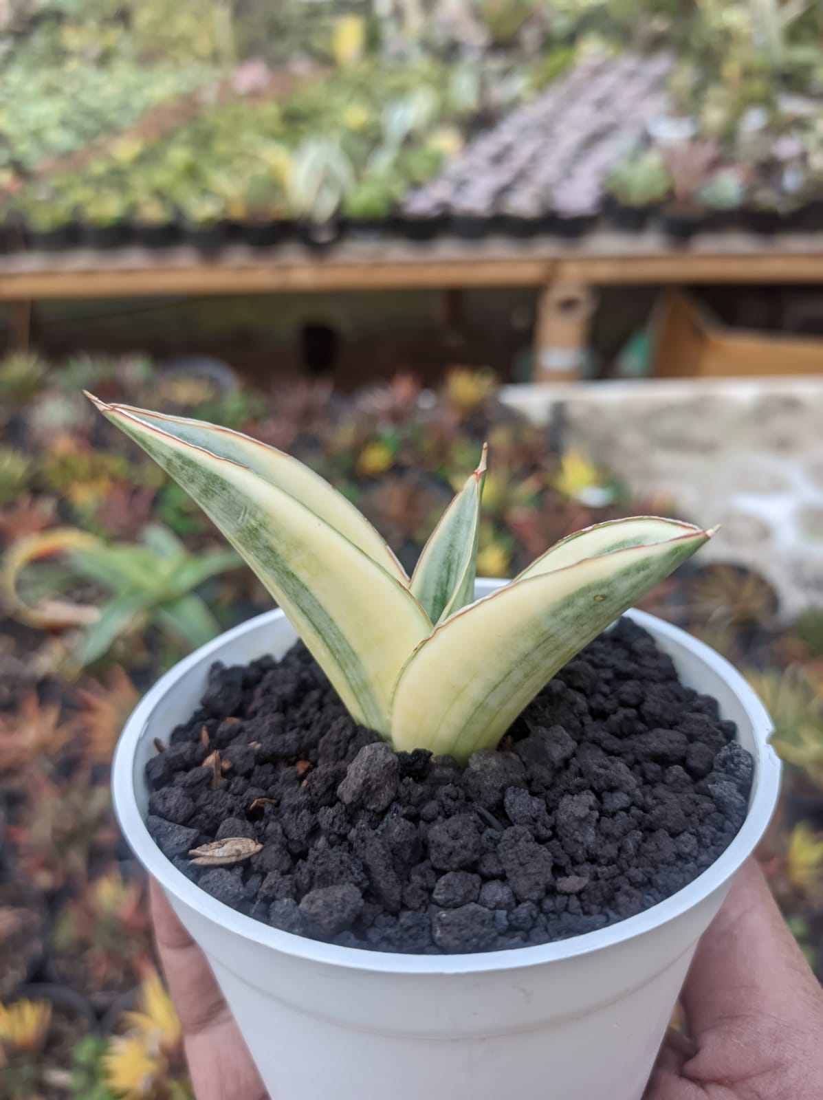1224. Sansevieria Marsanda White Variegated - Image 11