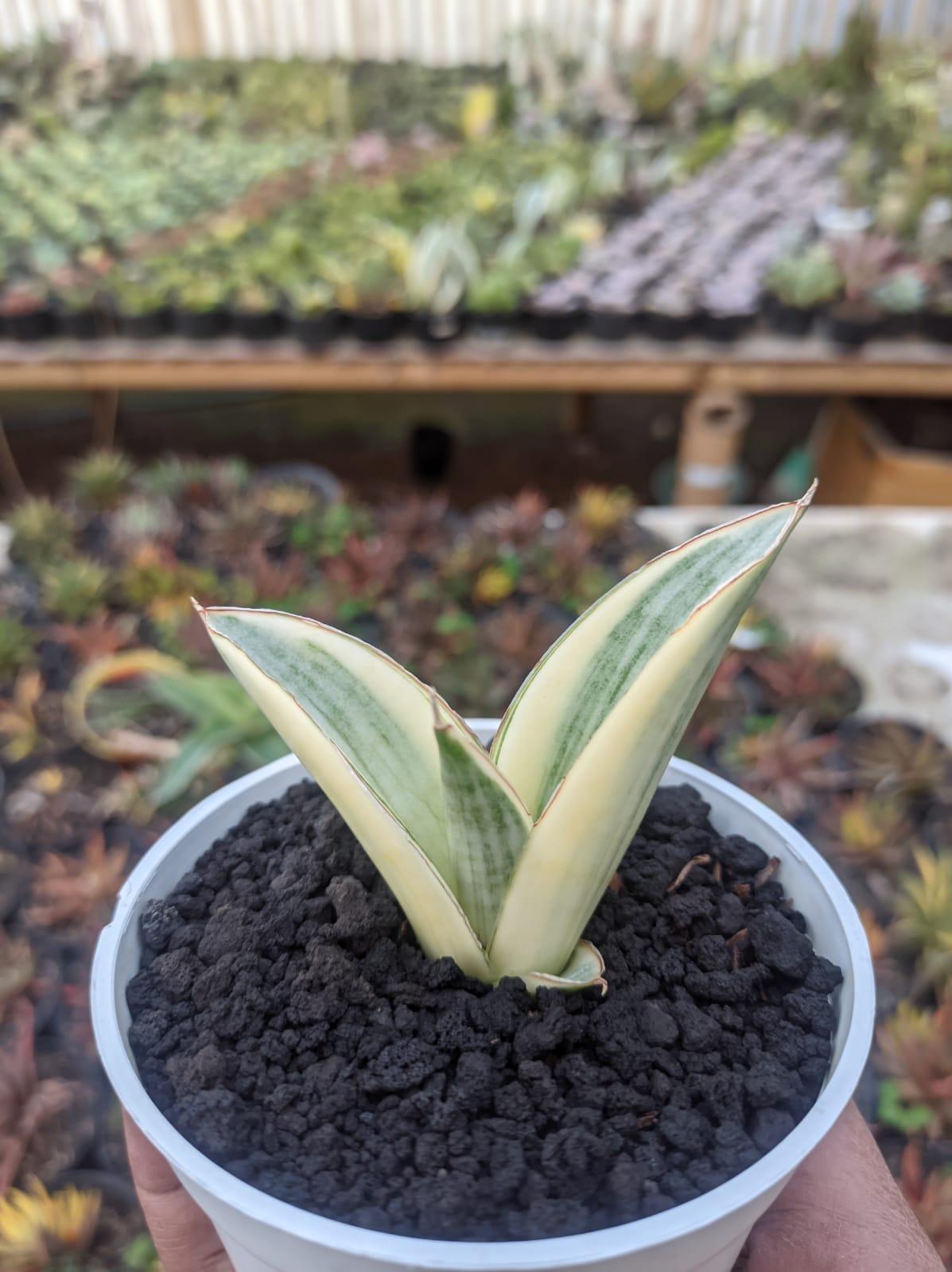 1224. Sansevieria Marsanda White Variegated - Image 18