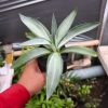 1226. Agave Quick Silver