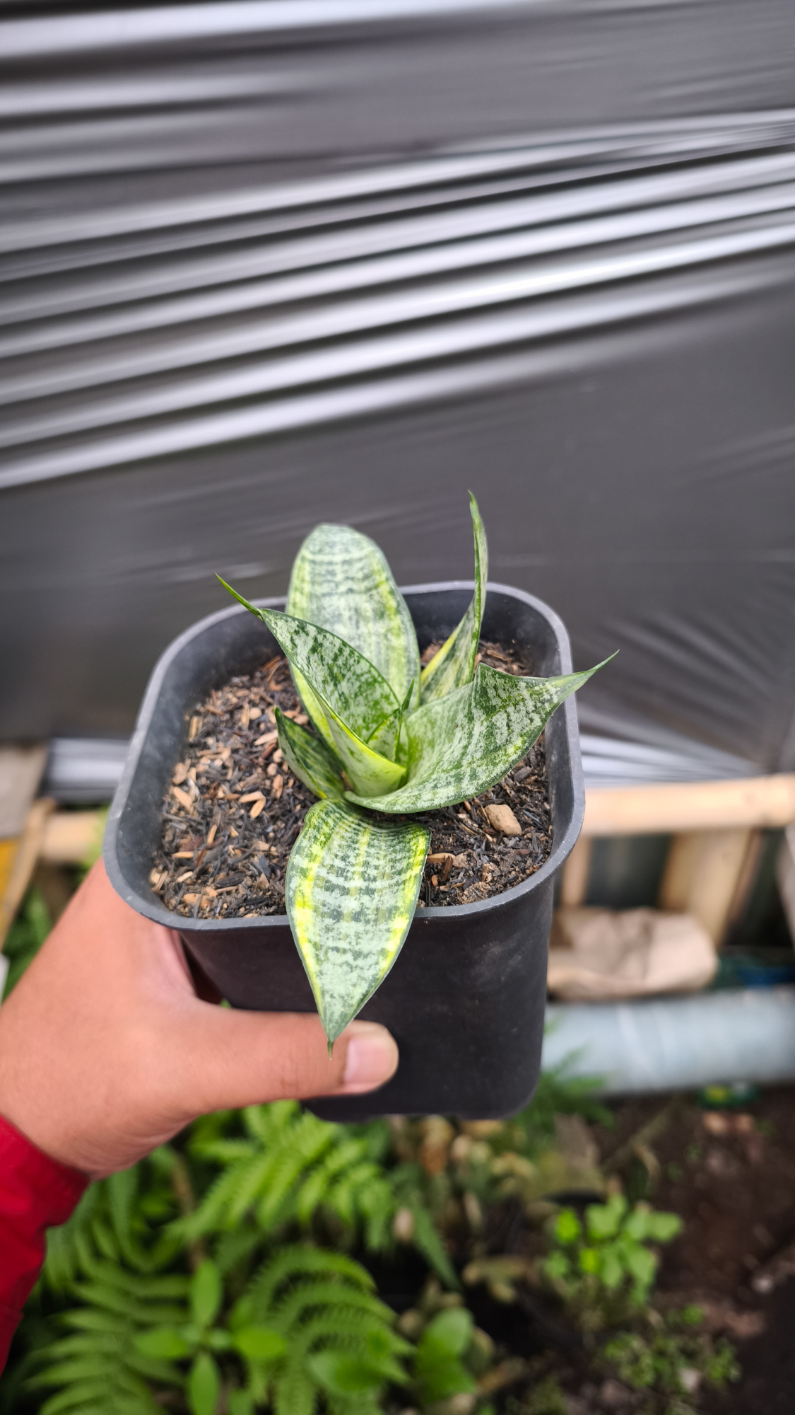 1227. Sansevieria Marga Variegated - Image 8