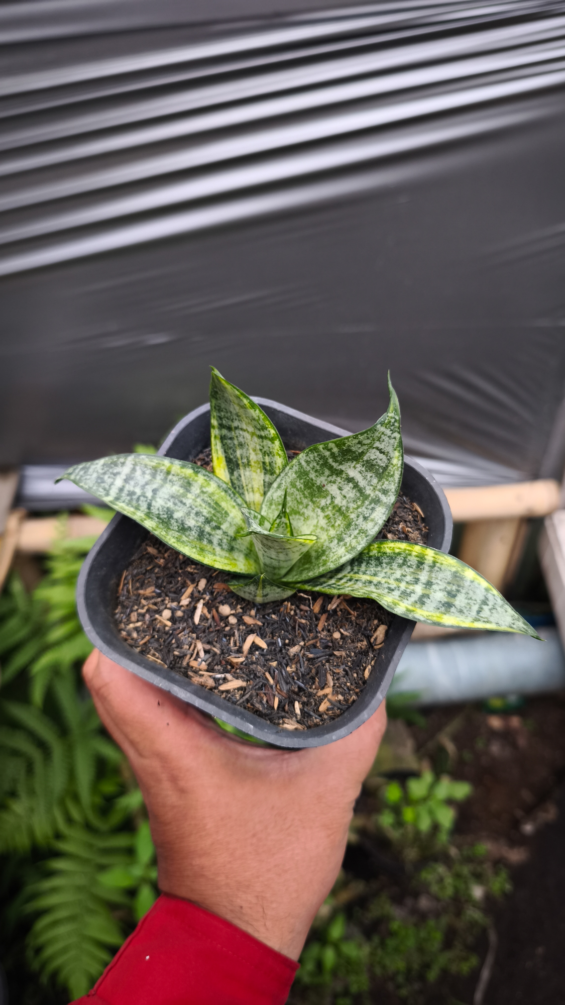 1227. Sansevieria Marga Variegated - Image 7