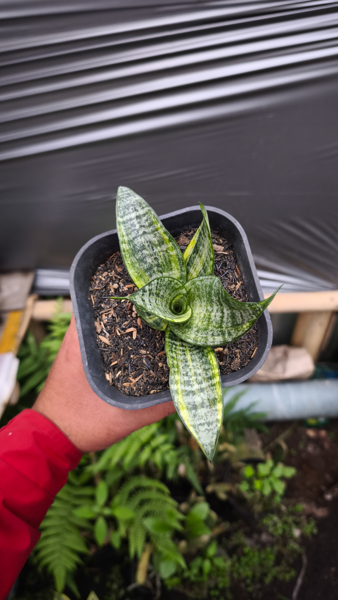 1227. Sansevieria Marga Variegated - Image 5