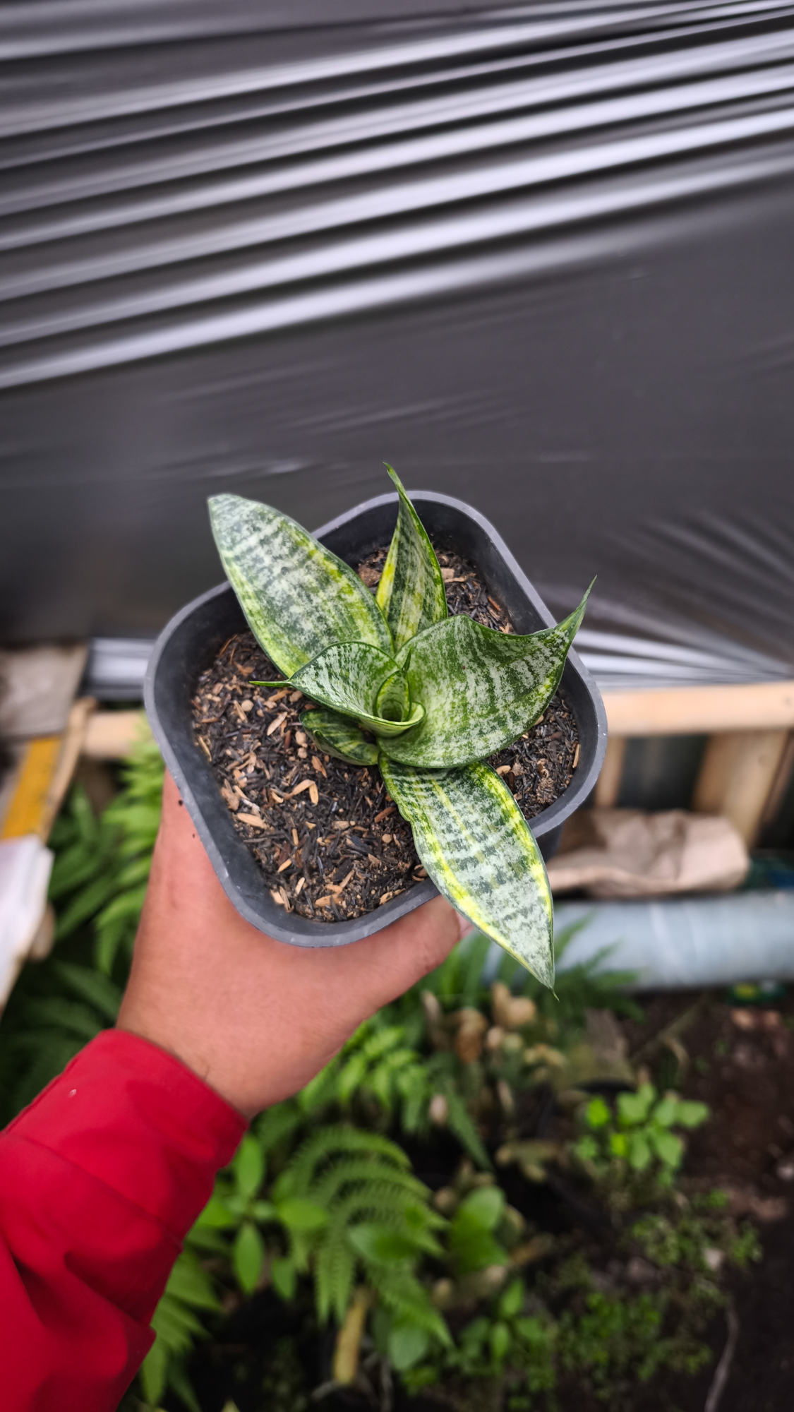 1227. Sansevieria Marga Variegated - Image 4