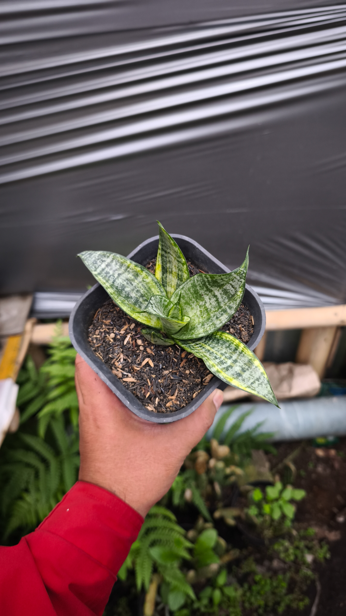 1227. Sansevieria Marga Variegated - Image 3