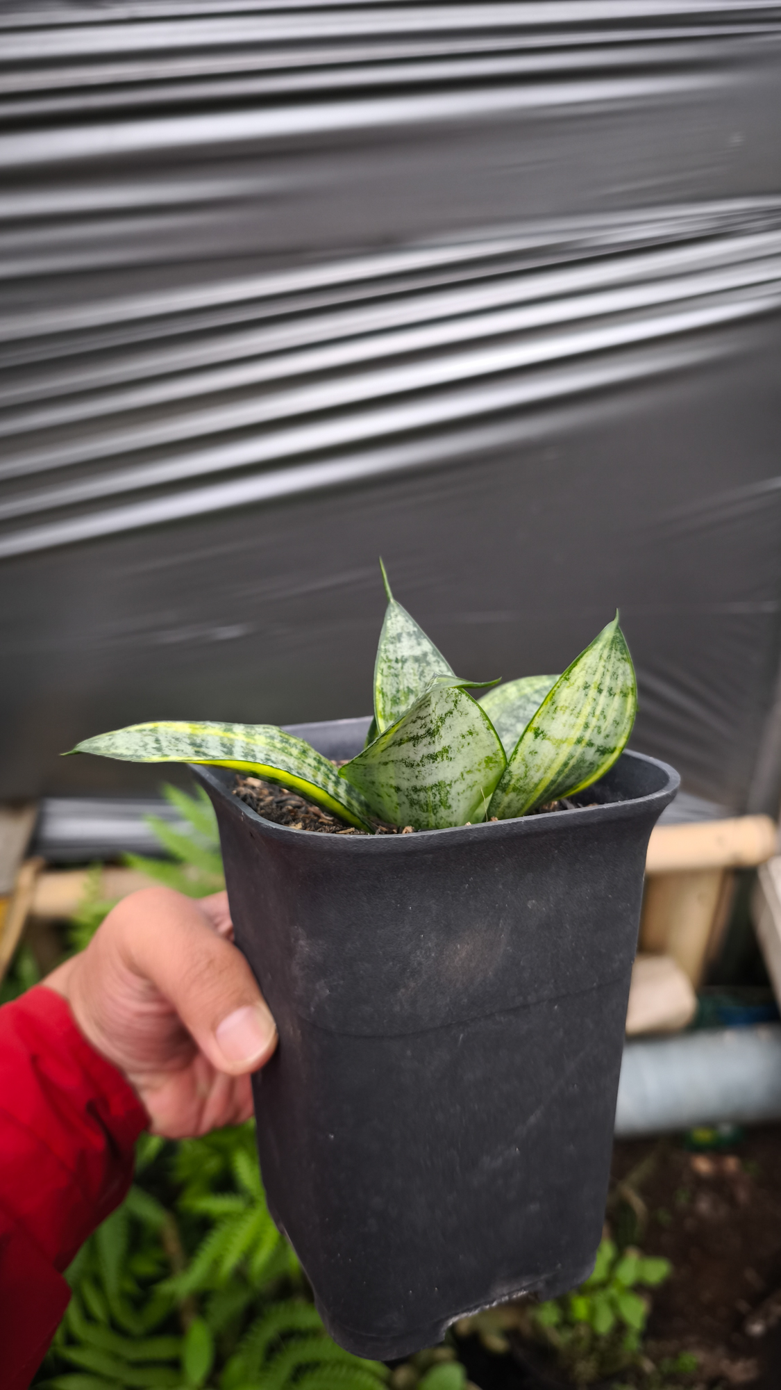 1227. Sansevieria Marga Variegated - Image 2