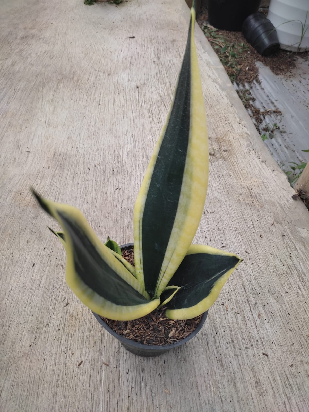 1228. Sansevieria Serii Black and Gold - Image 6